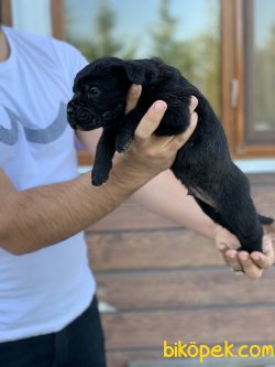SAFKAN CANE CORSO YAVRULARIMIZ REZERVE AÇIKTIR... 1
