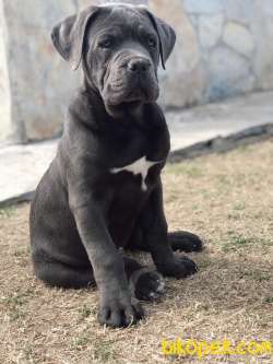 SAFKAN CANECORSO 3,5 AYLIK 2