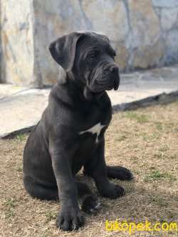 SAFKAN CANECORSO 3,5 AYLIK 4