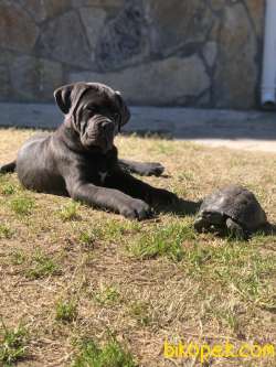 SAFKAN CANECORSO 3,5 AYLIK 1