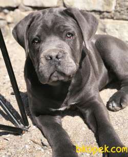 SAFKAN CANECORSO 3,5 AYLIK 3