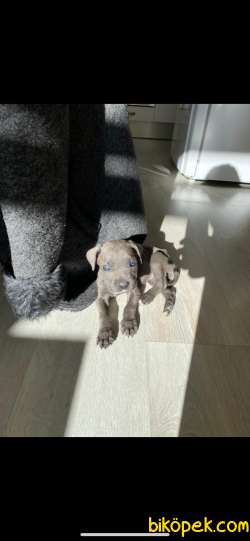 Safkan Canecorso Yavrusu 60 Günlük 1