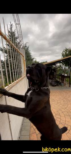 Safkan Canecorso Yavrusu 60 Günlük 3