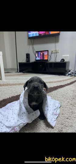 Safkan Canecorso Yavrusu 60 Günlük 2