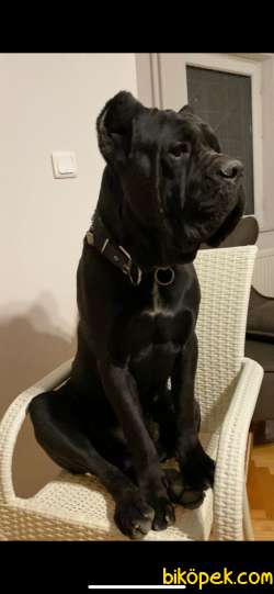 Safkan Canecorso Yavrusu 60 Günlük 4