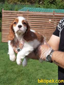 SAFKAN CAVALİER KING CHARLES YAVRULARI 3