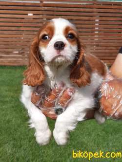 SAFKAN CAVALİER KING CHARLES YAVRULARI 5