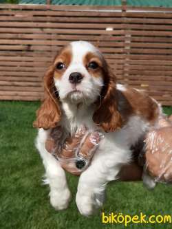 SAFKAN CAVALİER KING CHARLES YAVRULARI 2