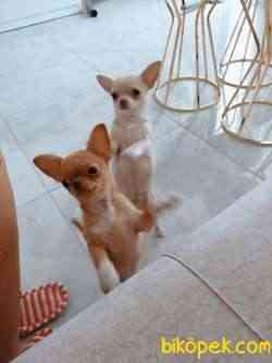 Safkan Chihuahua Yavruları, 3 Ay 1