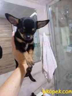 Safkan Chihuahua Yavruları, 3 Ay 2