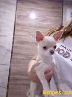 Safkan Chihuahua Yavruları, 3 Ay 4