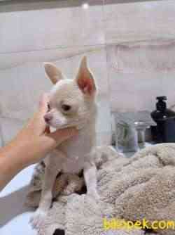 Safkan Chihuahua Yavruları, 3 Ay 3