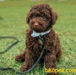 Safkan Chocolate Disi Poodle Yavrumuz 1
