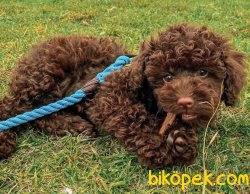Safkan Chocolate Disi Poodle Yavrumuz 2