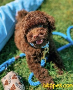 Safkan Chocolate Disi Poodle Yavrumuz 3