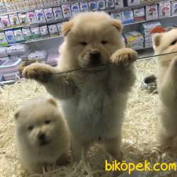 SAFKAN CHOW CHOW YAVRULARI VONALP GARANTİSİYLE 4