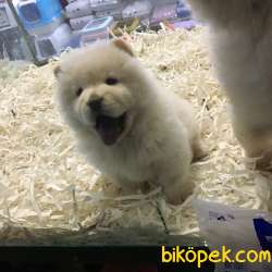 SAFKAN CHOW CHOW YAVRULARI VONALP GARANTİSİYLE 2