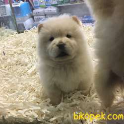 SAFKAN CHOW CHOW YAVRULARI VONALP GARANTİSİYLE 3