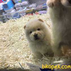SAFKAN CHOW CHOW YAVRULARI VONALP GARANTİSİYLE 1