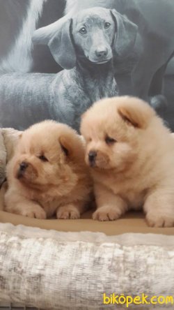 SAFKAN CHOW CHOW YAVRULARIMIZ 2