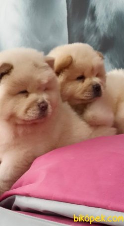 SAFKAN CHOW CHOW YAVRULARIMIZ 3