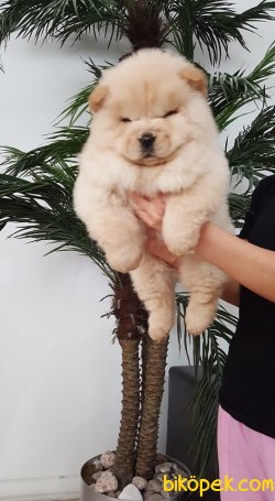 SAFKAN CHOW CHOW YAVRULARIMIZ 5
