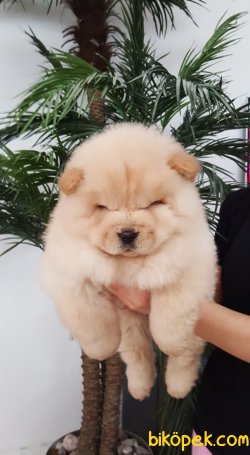 SAFKAN CHOW CHOW YAVRULARIMIZ 3