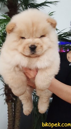 SAFKAN CHOW CHOW YAVRULARIMIZ 1