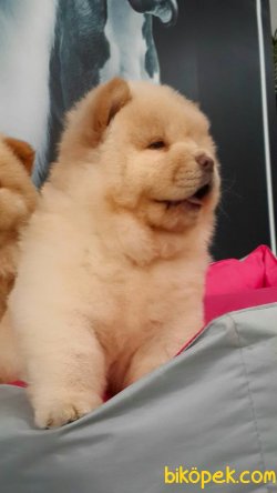 SAFKAN CHOW CHOW YAVRULARIMIZ 4