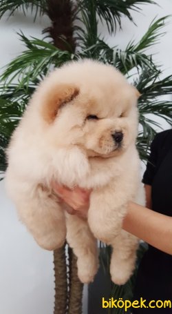 SAFKAN CHOW CHOW YAVRULARIMIZ 2