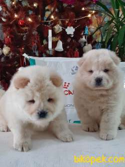SAFKAN CHOW CHOW YAVRULARIMIZ 1
