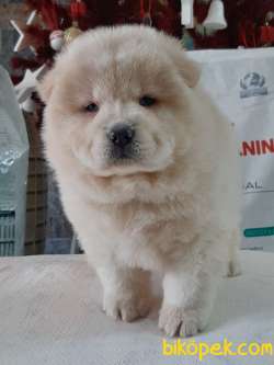 SAFKAN CHOW CHOW YAVRULARIMIZ 5