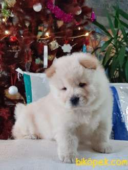 SAFKAN CHOW CHOW YAVRULARIMIZ 4
