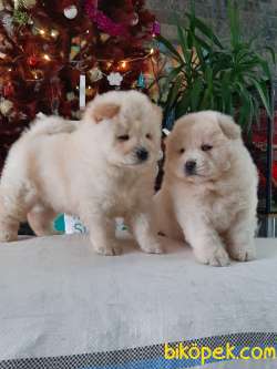 SAFKAN CHOW CHOW YAVRULARIMIZ 2