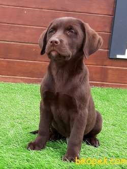 SAFKAN ÇİKOLATA LABRADOR RETRIEVER YAVRULARI 2