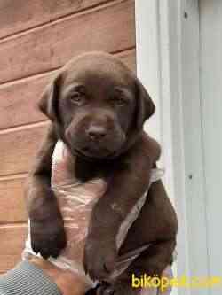 SAFKAN ÇİKOLATA LABRADOR RETRIEVER YAVRULARI 4