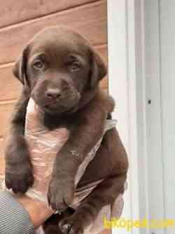 SAFKAN ÇİKOLATA LABRADOR RETRIEVER YAVRULARI 1