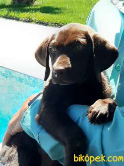 SAFKAN ÇİKOLATA LABRADOR RETRIEVER YAVRULARIMIZ 3