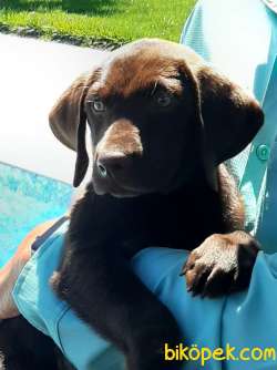 SAFKAN ÇİKOLATA LABRADOR RETRIEVER YAVRULARIMIZ 1