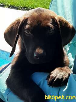 SAFKAN ÇİKOLATA LABRADOR RETRIEVER YAVRULARIMIZ 2