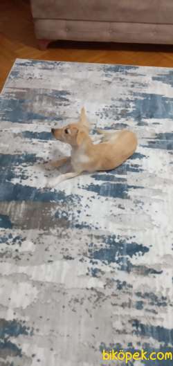 SAFKAN COK AKILLI 3