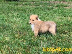 SAFKAN COLLIE YAVRULARIMIZ 1