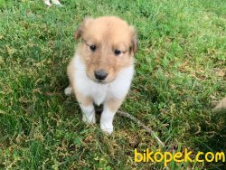 SAFKAN COLLIE YAVRULARIMIZ 3