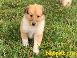 SAFKAN COLLIE YAVRULARIMIZ 2