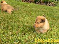 SAFKAN COLLIE YAVRULARIMIZ 4