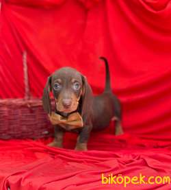 Safkan Dachshund Yavrularımız 4