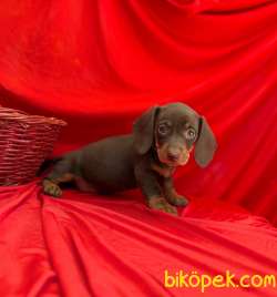 Safkan Dachshund Yavrularımız 3