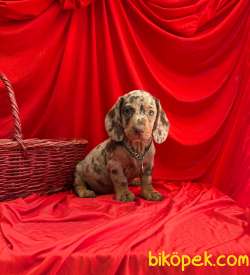 Safkan Dachshund Yavrularımız 1