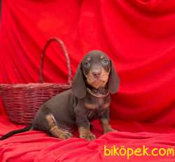 Safkan Dachshund Yavrularımız 5