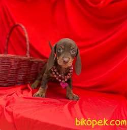 Safkan Dachshund Yavrularımız 2